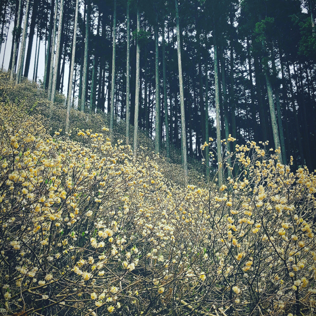 865C41C0-EF70-4228-AC10-D4469DE077CA.jpg
